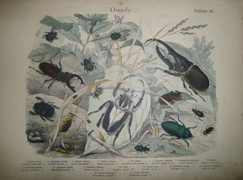 Historia naturalna państwa zwierzęcego, 1884 T.46-Insects
